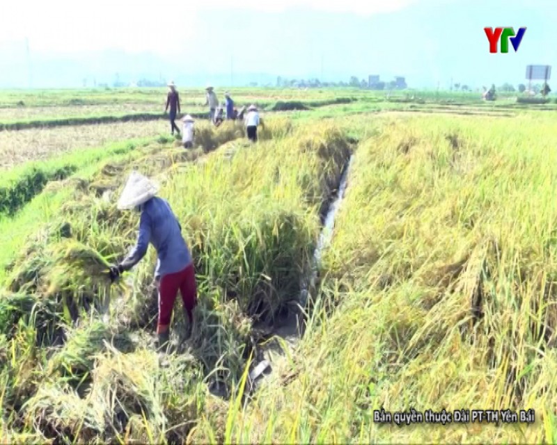 Năng suất lúa mùa của huyện Văn Chấn ước đạt trên 48 tạ/ha