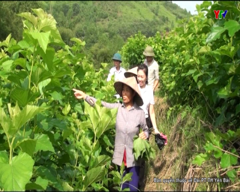 Trồng dâu nuôi tằm - Hướng đi mới của nông dân xã Chấn Thịnh, Văn Chấn