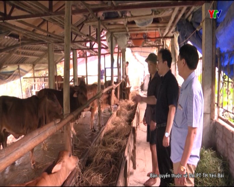Nông dân xã An Thịnh, huyện Văn Yên xây dựng mô hình chăn nuôi bò sinh sản