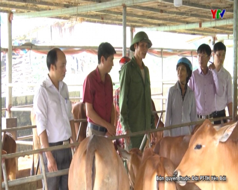 Tổng kết mô hình “Vỗ béo bò thịt trong nông hộ” tại huyện Yên Bình