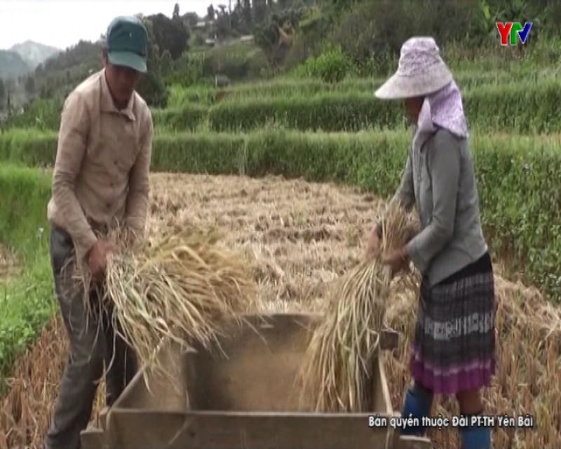 Nông dân Mù Cang Chải tập trung thu hoạch lúa mùa