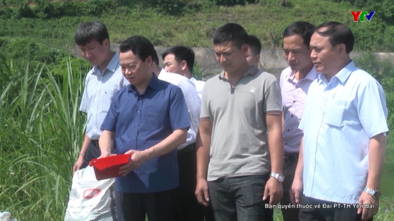 Đồng chí Chủ tịch UBND tỉnh Đỗ Đức Duy thăm một số mô hình kinh tế tiêu biểu tại huyện Văn Yên