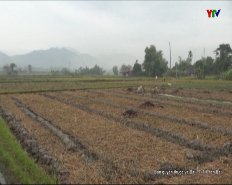 Hạnh Sơn đi đầu trong phong trào trồng cây vụ đông ở huyện Văn Chấn