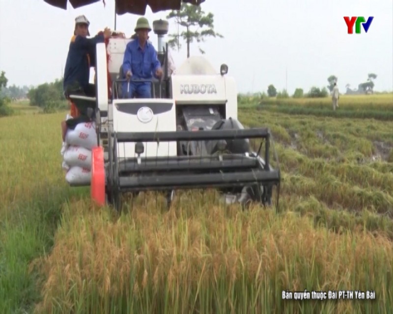 Nông dân Văn Chấn bắt đầu thu hoạch lúa mùa