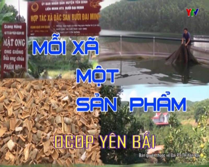 Về vùng bưởi Đại Minh huyện Yên Bình