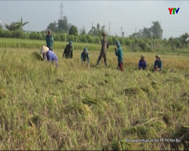 Nông dân Văn Chấn tập trung thu hoạch lúa mùa