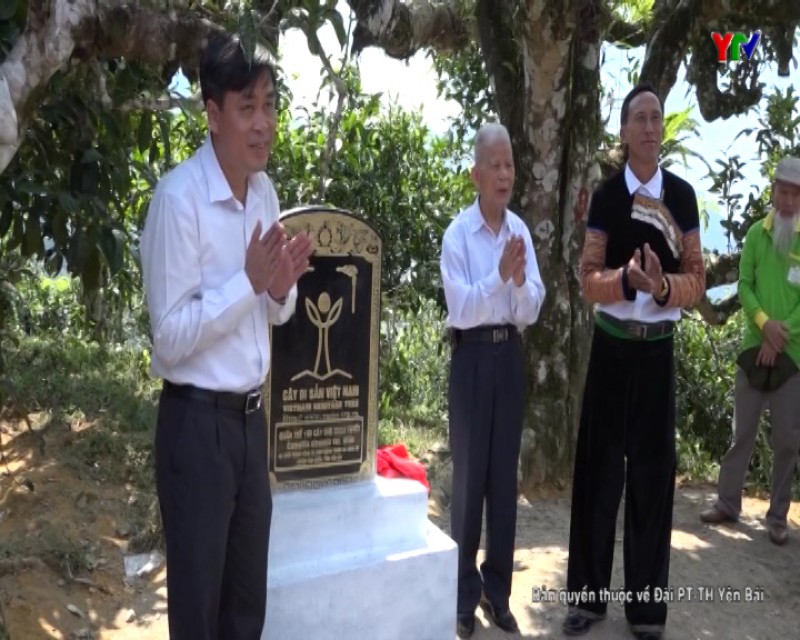 Văn Chấn đón Bằng công nhận Cây Di sản Việt Nam cho quần thể 100 cây chè Shan tuyết cổ thụ tại xã Sùng Đô