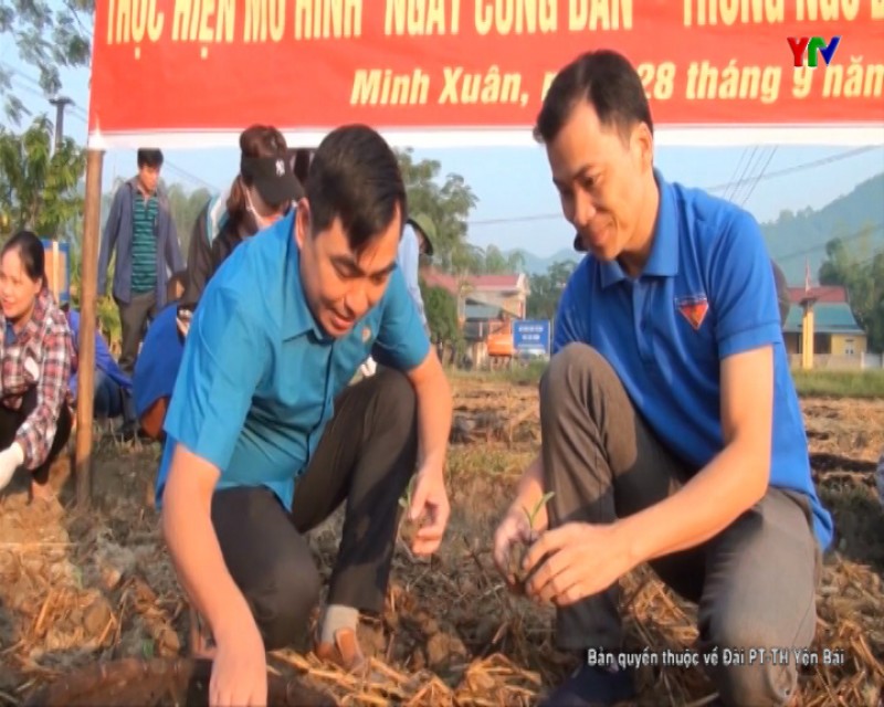 Mô hình “ Ngày cùng dân”- trồng ngô đông trên đất hai lúa tại thôn Kiên Cố, xã Minh Xuân, huyện Lục Yên