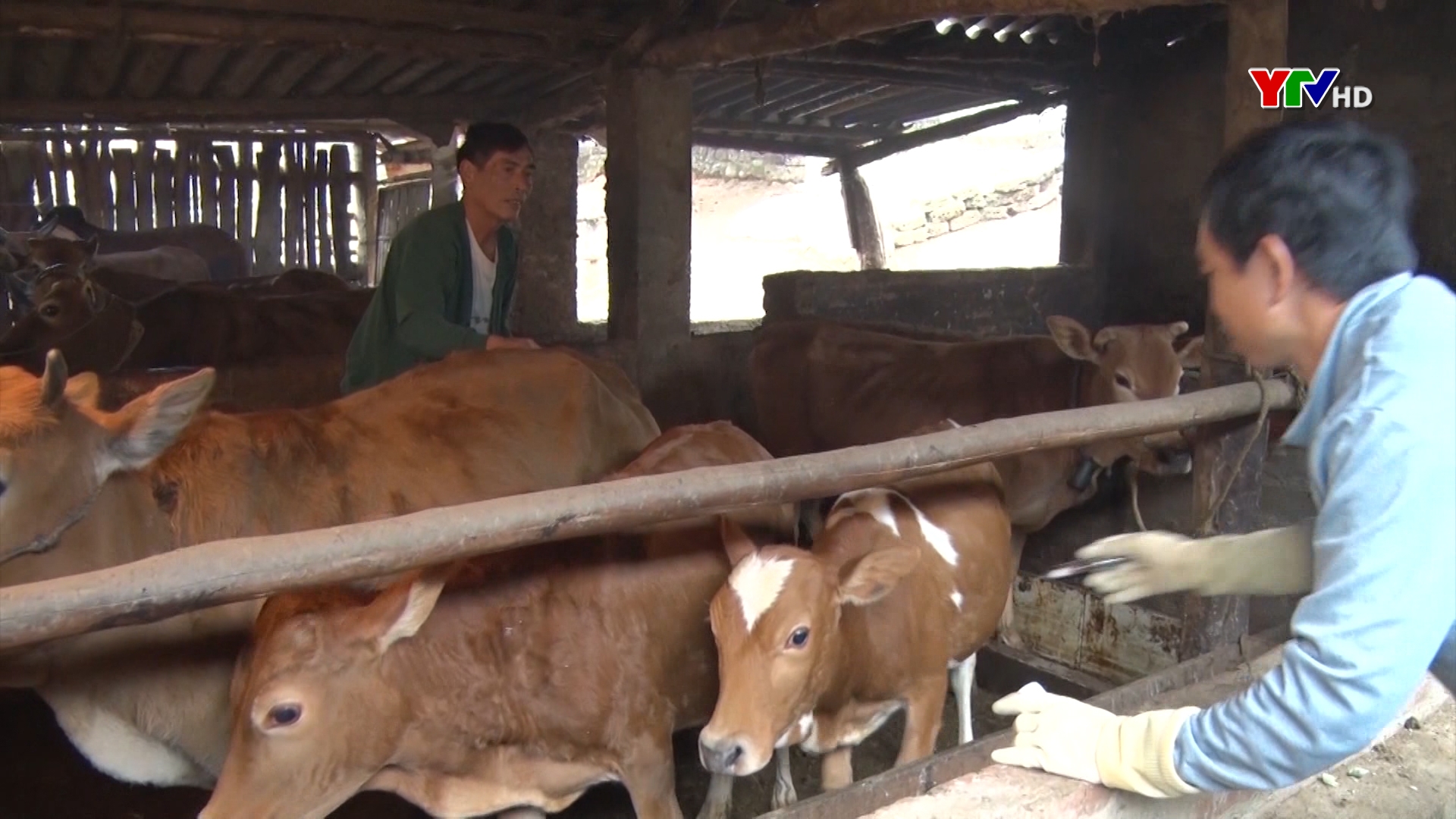 Tổng đàn gia súc chính của huyện Văn Chấn đạt trên 94.400 con