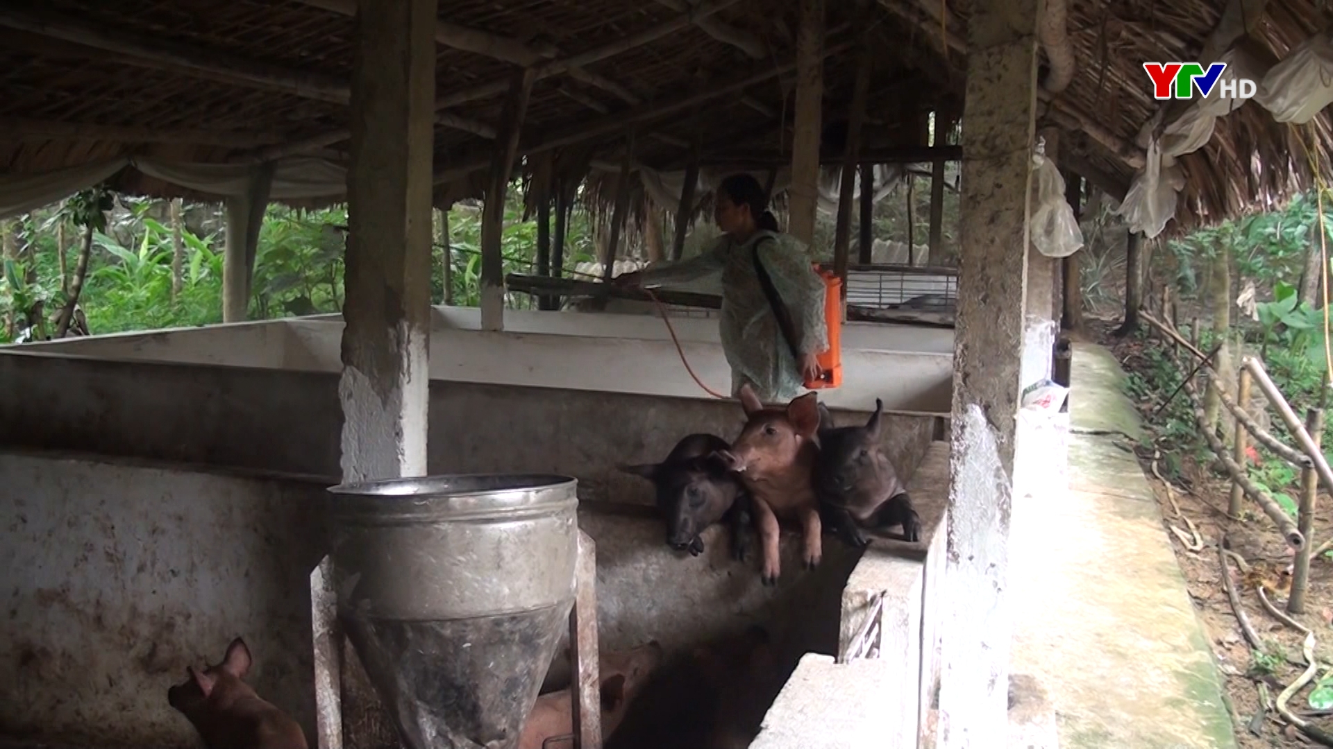 Huyện Lục Yên triển khai các biện pháp phòng, chống dịch tả lợn châu Phi