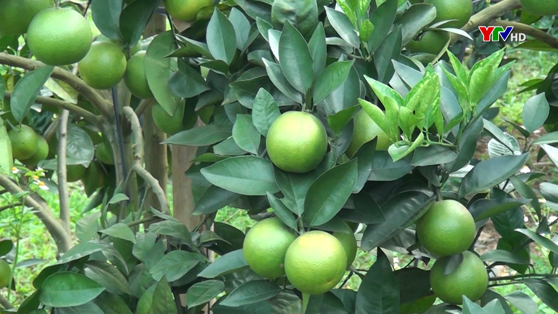 Lục Yên duy trì 870 ha cây ăn quả có múi
