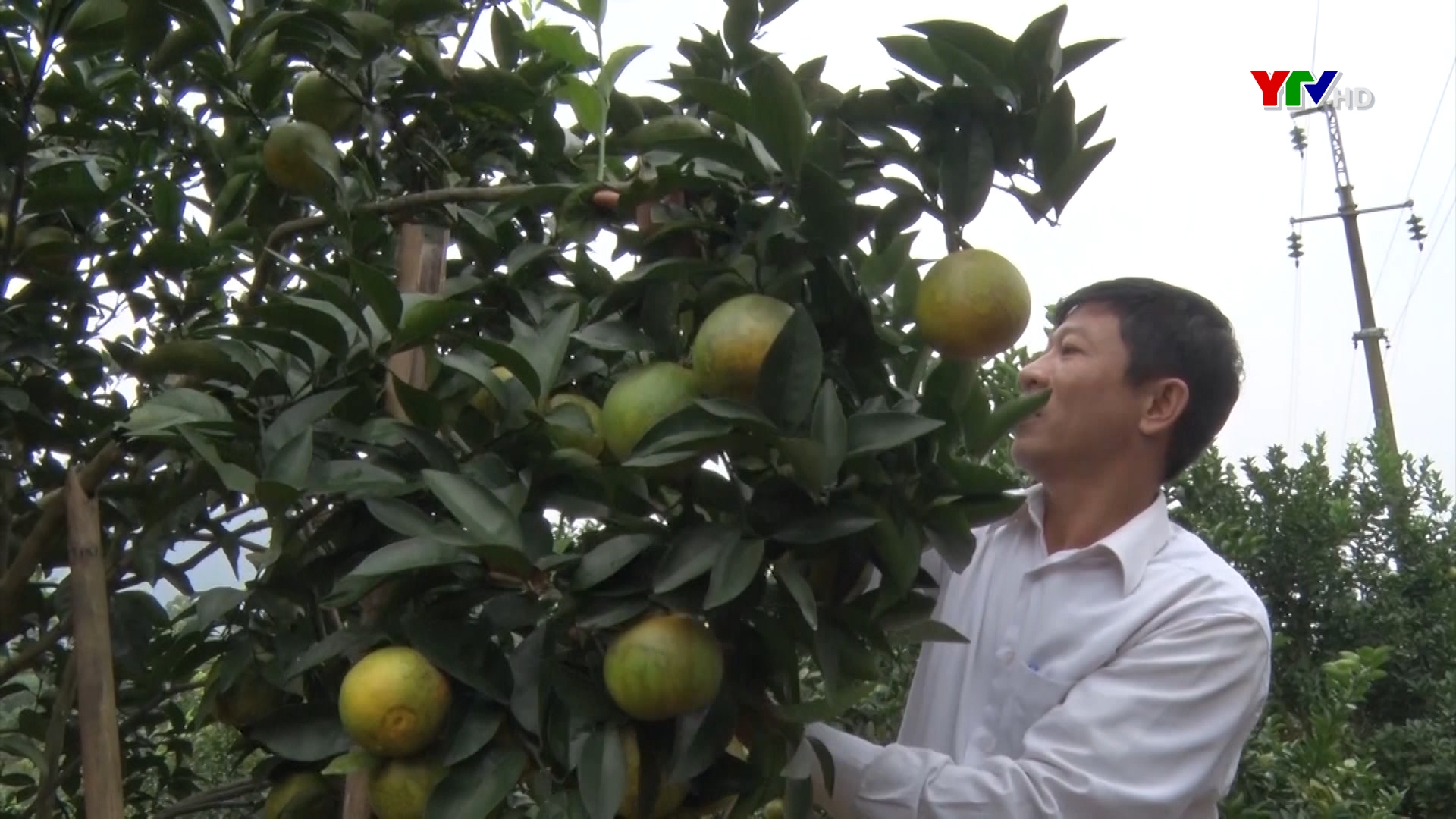 Văn Chấn: Diện tích cây ăn quả đạt 2.900 ha