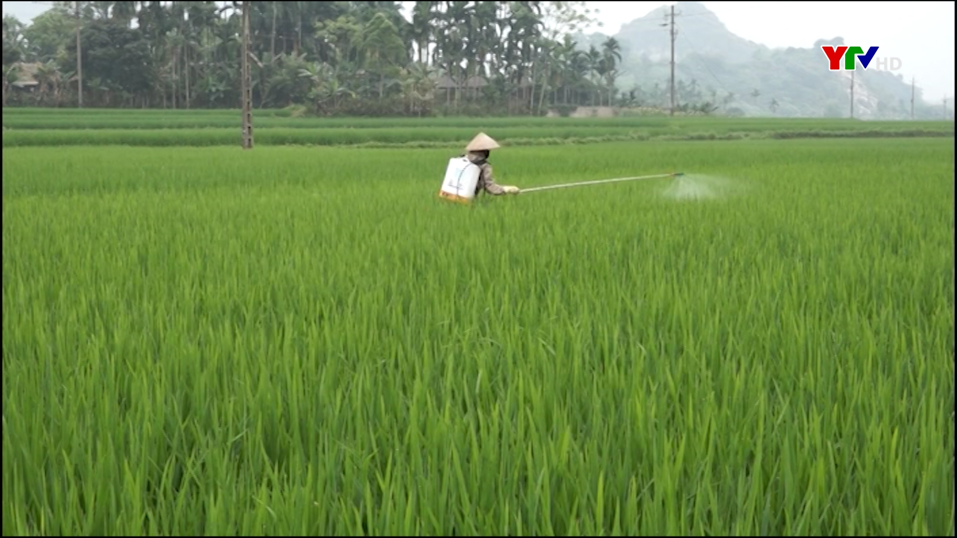 Huyện Lục Yên: 262 ha lúa mùa bị sâu bệnh gây hại