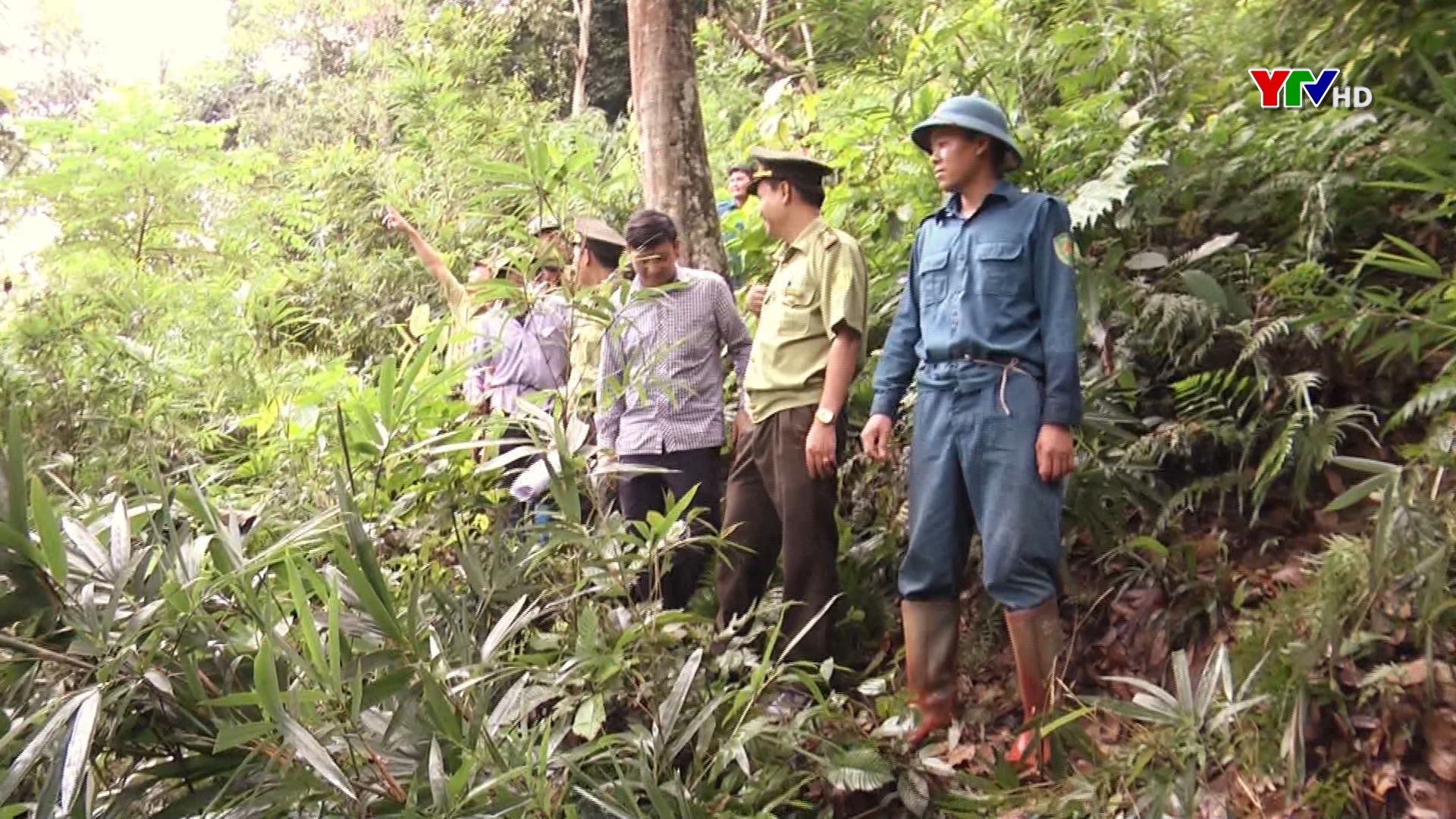 Kiểm lâm Yên Bái với công tác bảo vệ rừng