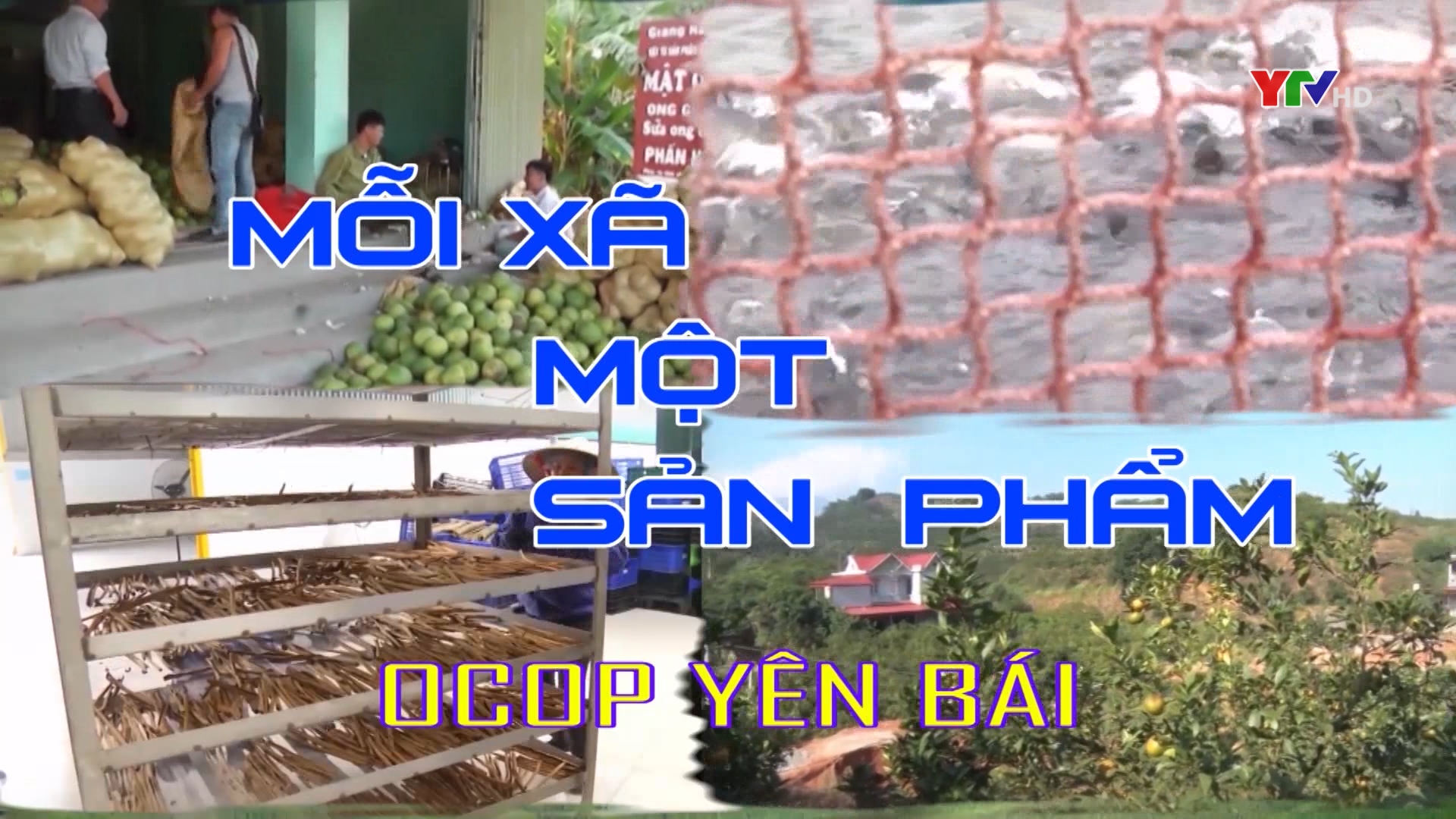 Nuôi gà thương phẩm - Hướng đi mới ở xã Vân Hội huyện Trấn Yên