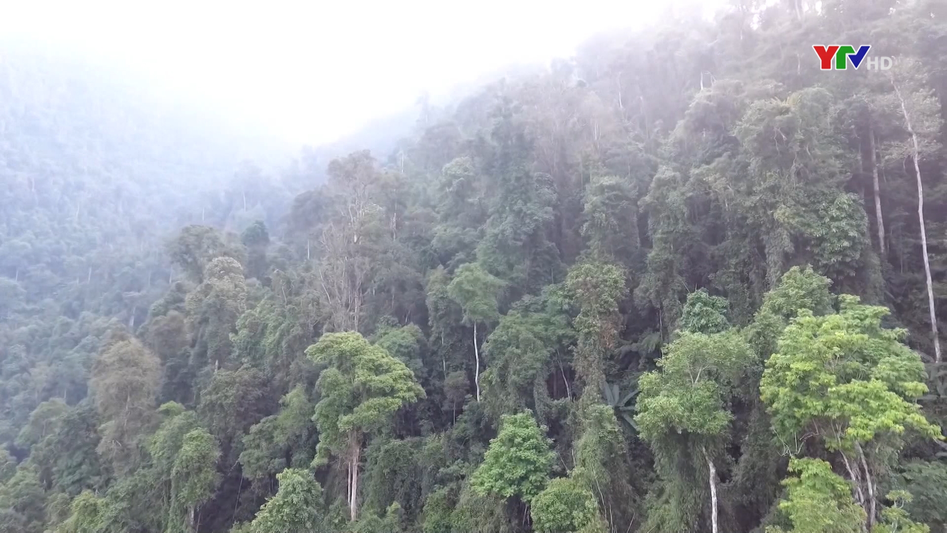 Hiệu quả chính sách chi trả dịch vụ môi trường rừng ở Yên Bái