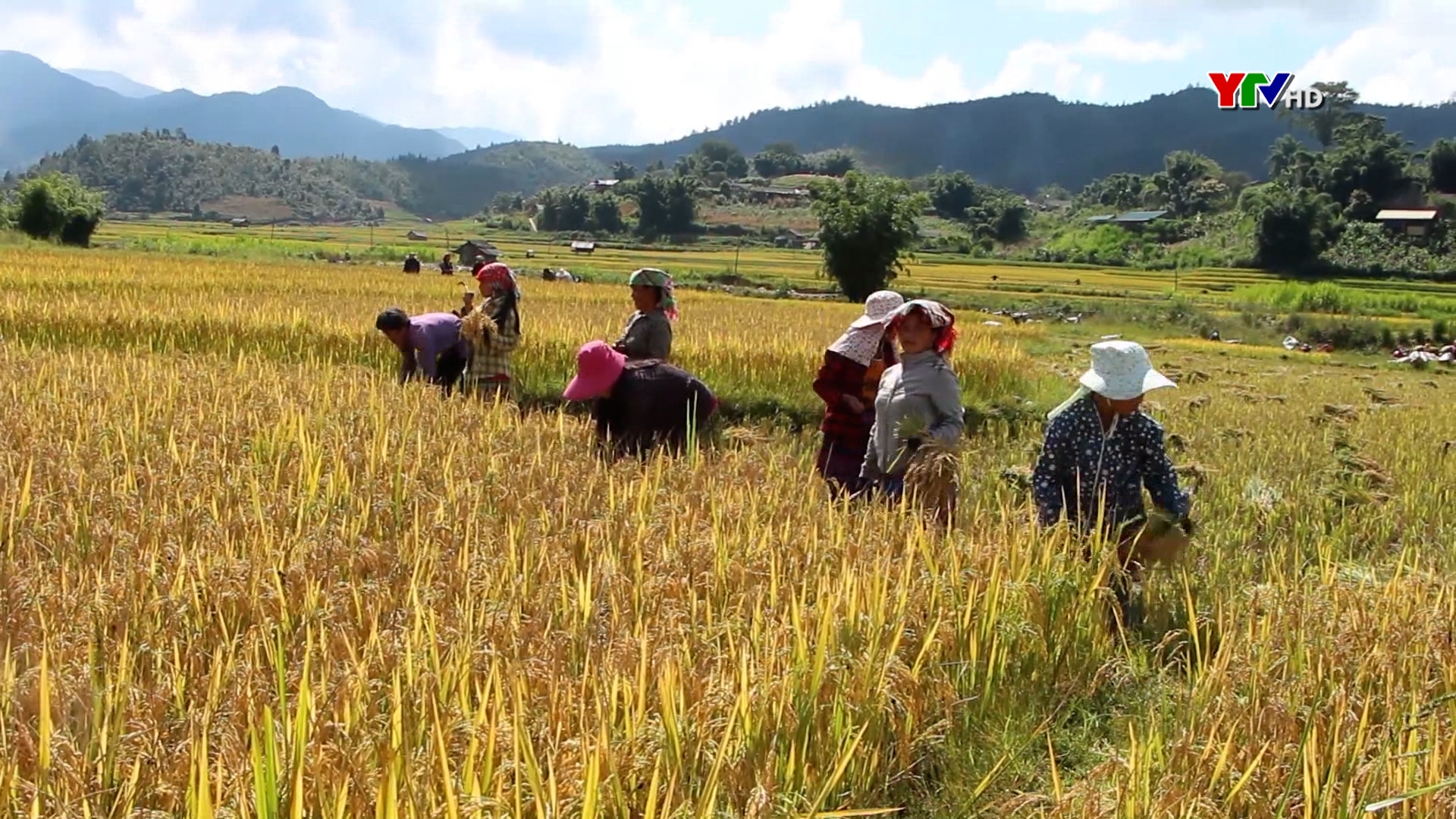 Xã Nậm Khắt đẩy nhanh tiến độ thu hoạch lúa mùa