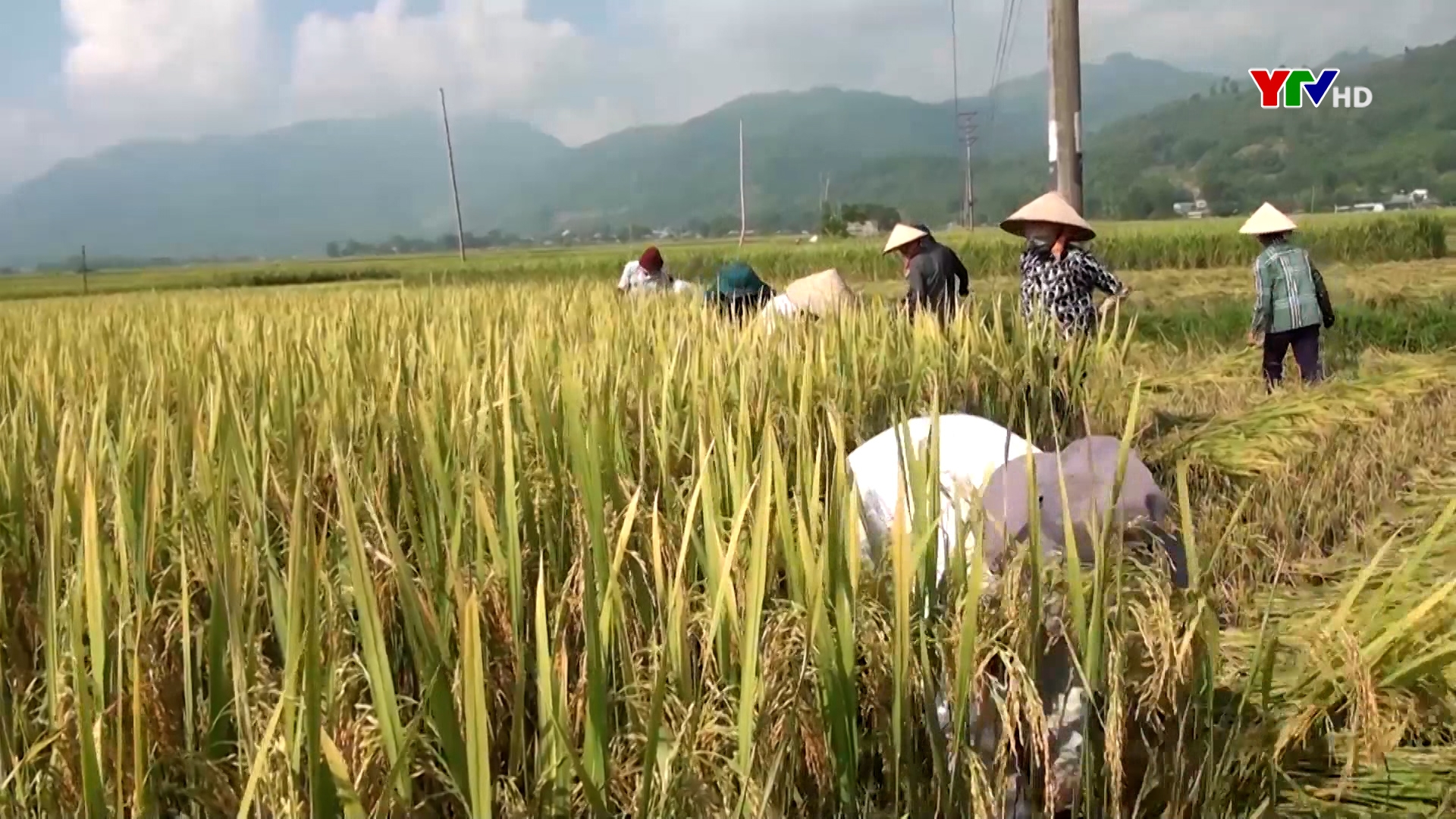 Thị xã Nghĩa Lộ: Thu hoạch trên 70% diện tích lúa mùa
