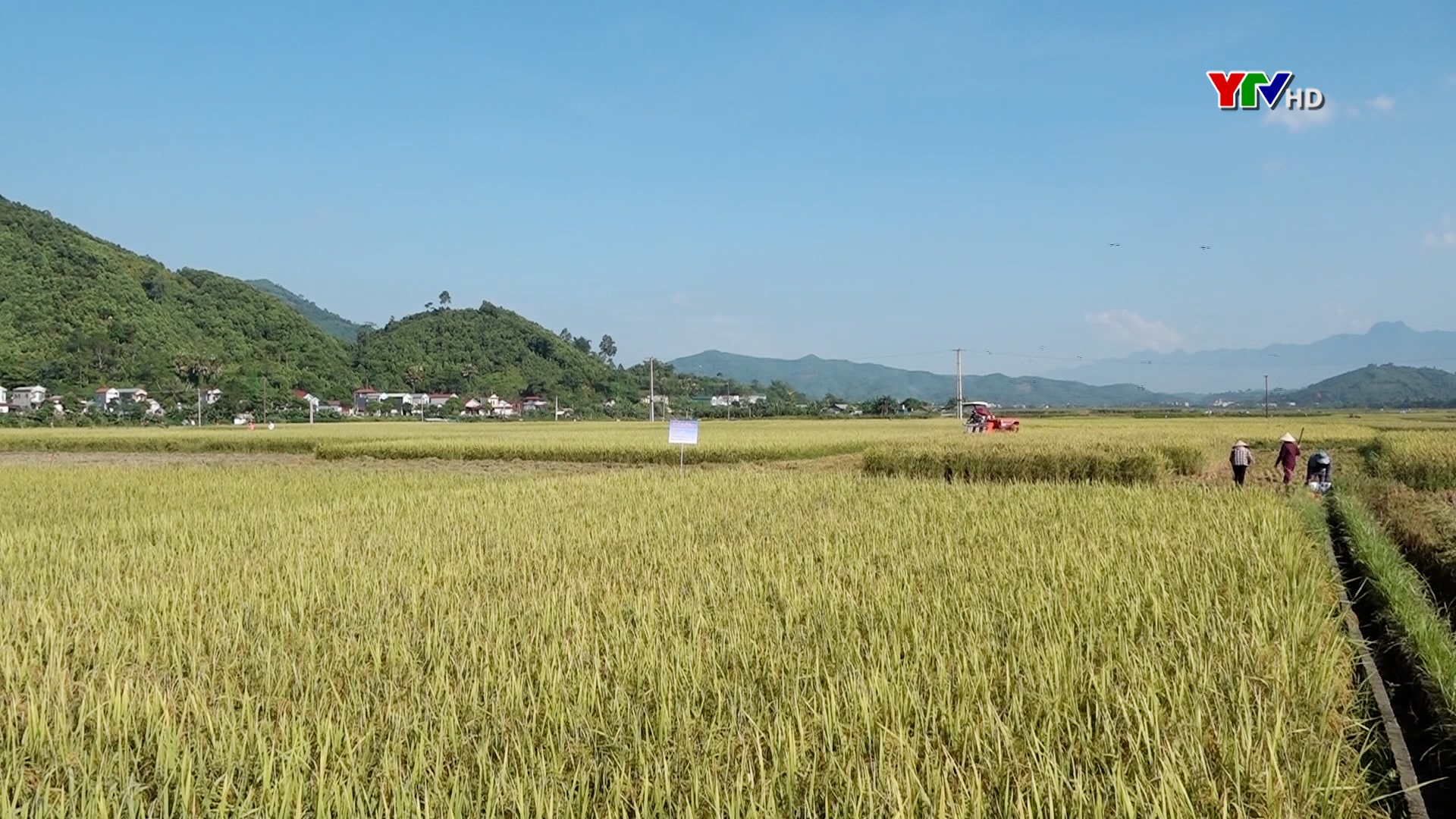 Nông dân huyện Văn Yên đẩy nhanh tiến độ thu hoạch lúa mùa
