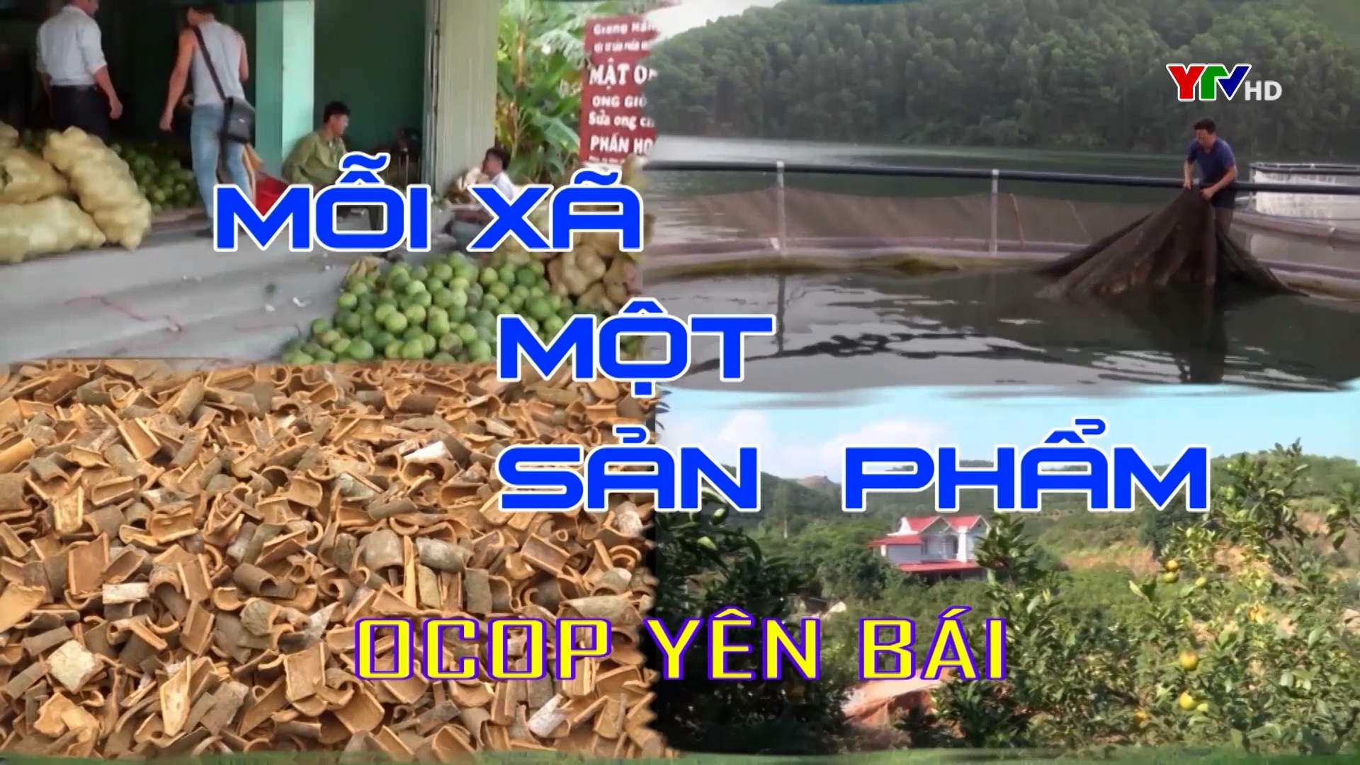Tinh dầu quế - Sản phẩm OCOP 3 sao của huyện Văn Yên