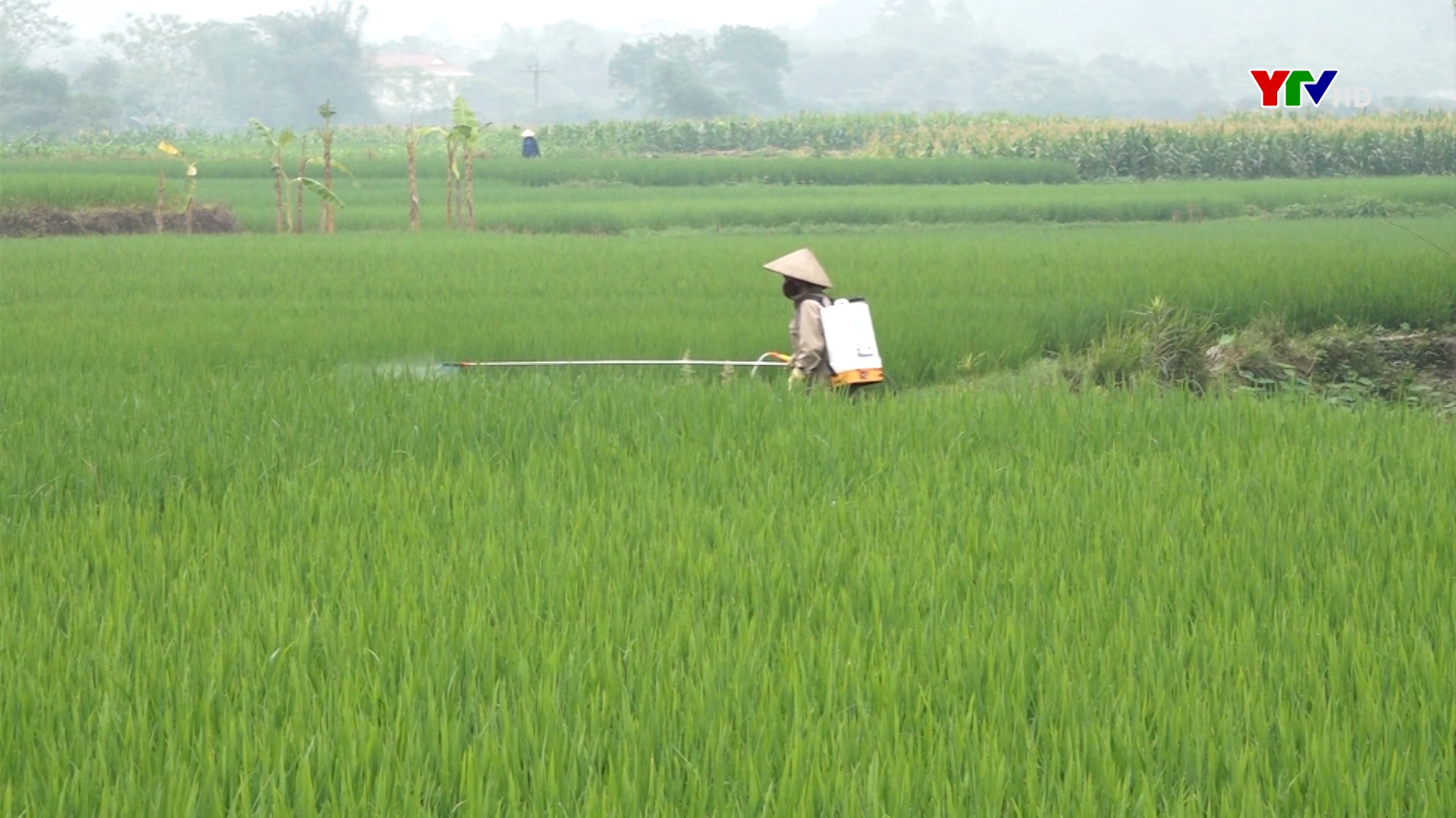 Lục Yên: 224 ha lúa mùa bị nhiễm sâu bệnh