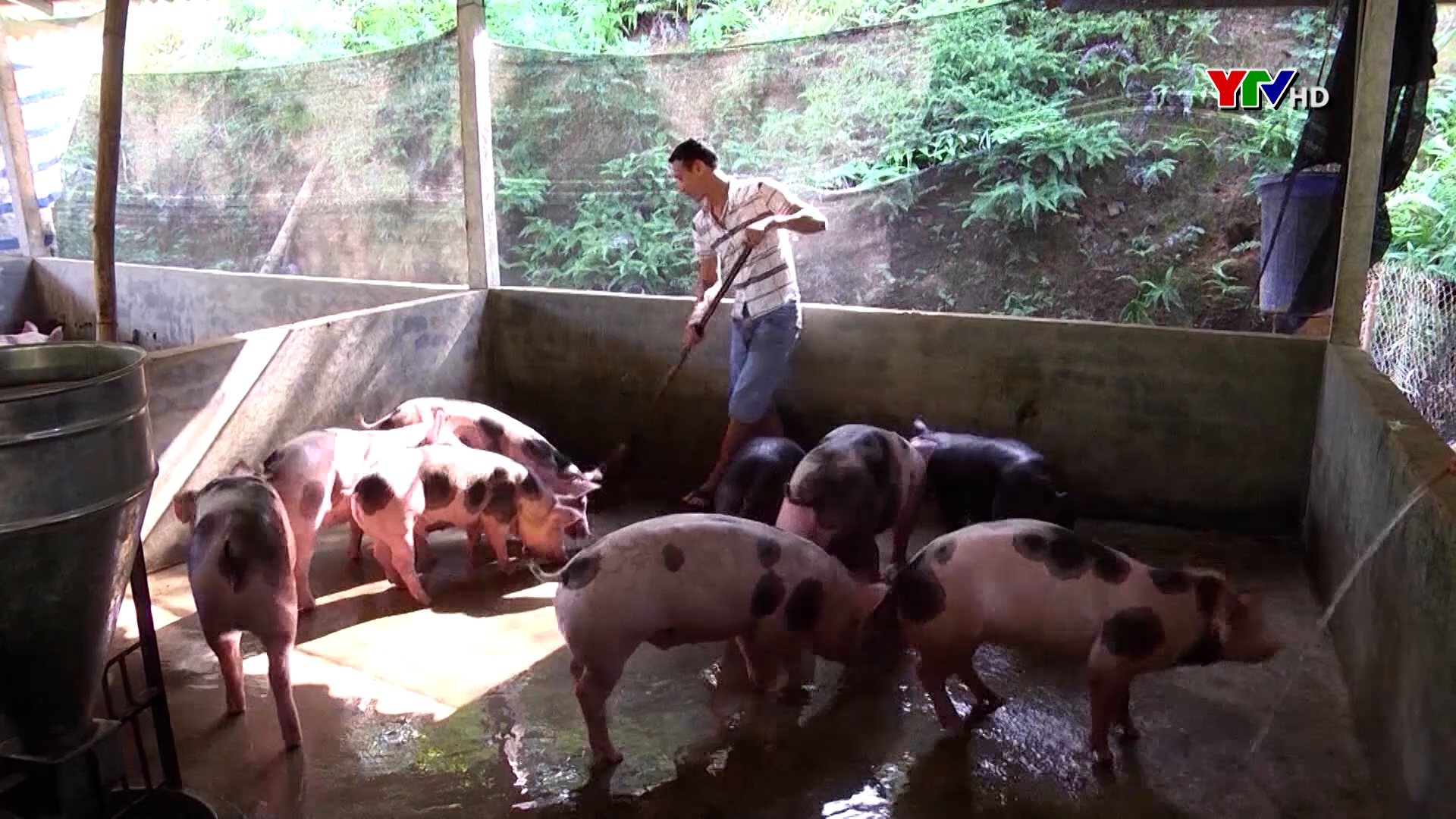 Yên Bái: Tổng đàn lợn đạt trên 500.000 con