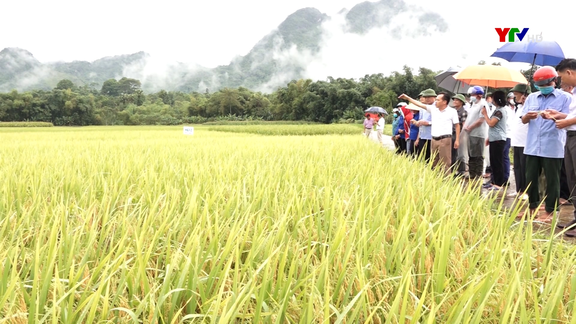Lục Yên đánh giá hiệu quả mô hình giống lúa thuần HG12 tại xã Lâm Thượng