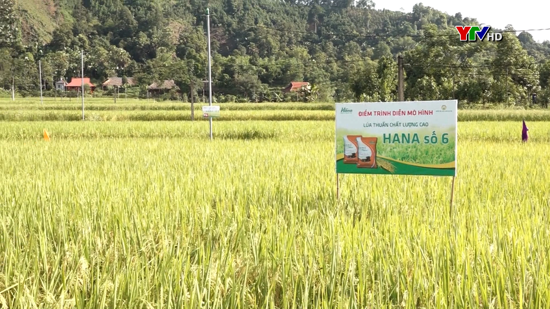 Đánh giá mô hình giống lúa thuần HANA 6 tại xã Mường Lai, huyện Lục Yên