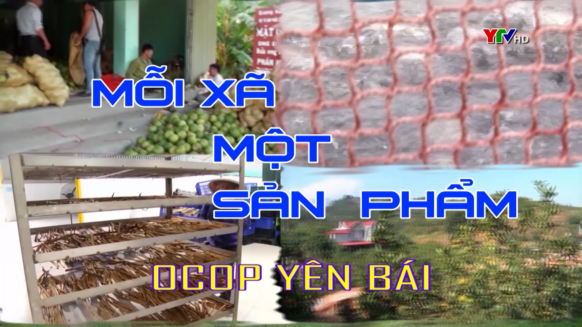 Chè xanh – Sản phẩm chủ lực của xã Hán Đà, huyện Yên Bình
