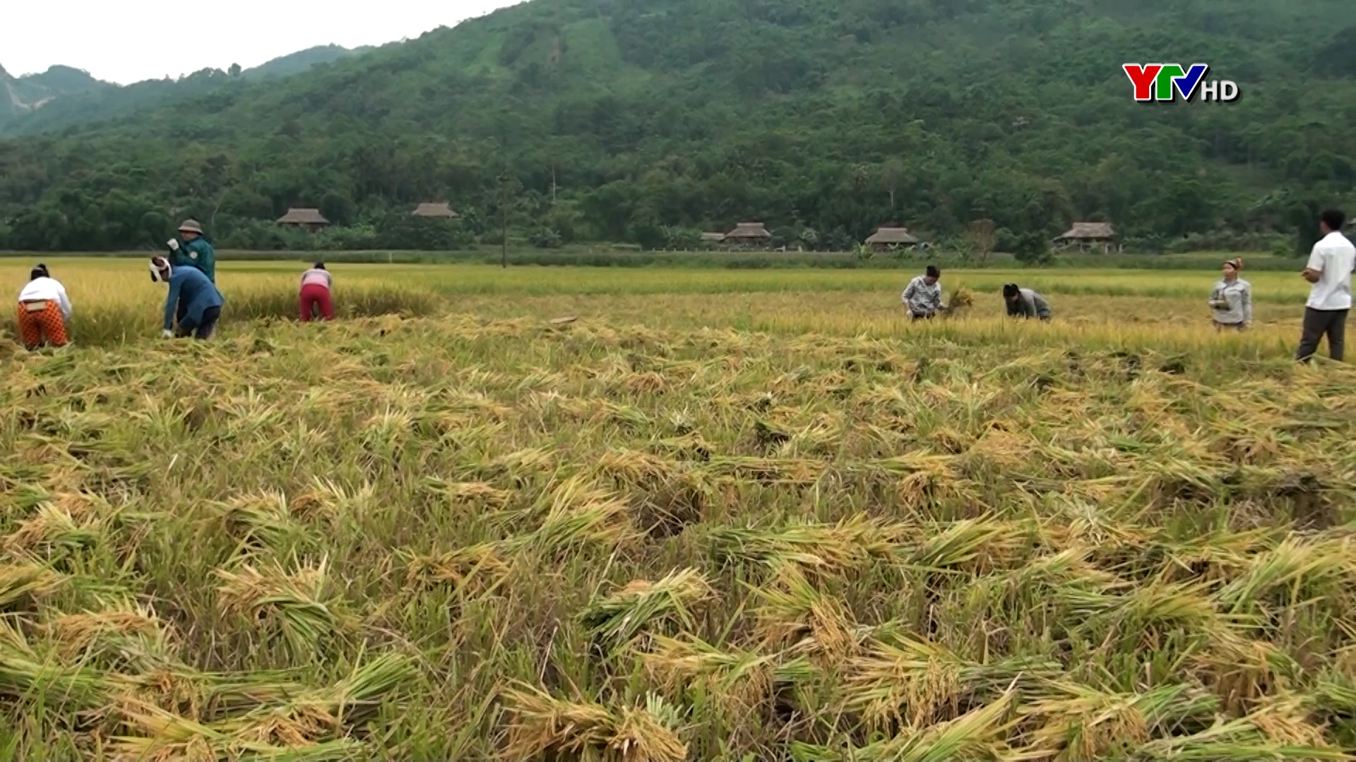 Lục Yên: Năng suất  lúa mùa đạt trên 54 tạ/ha