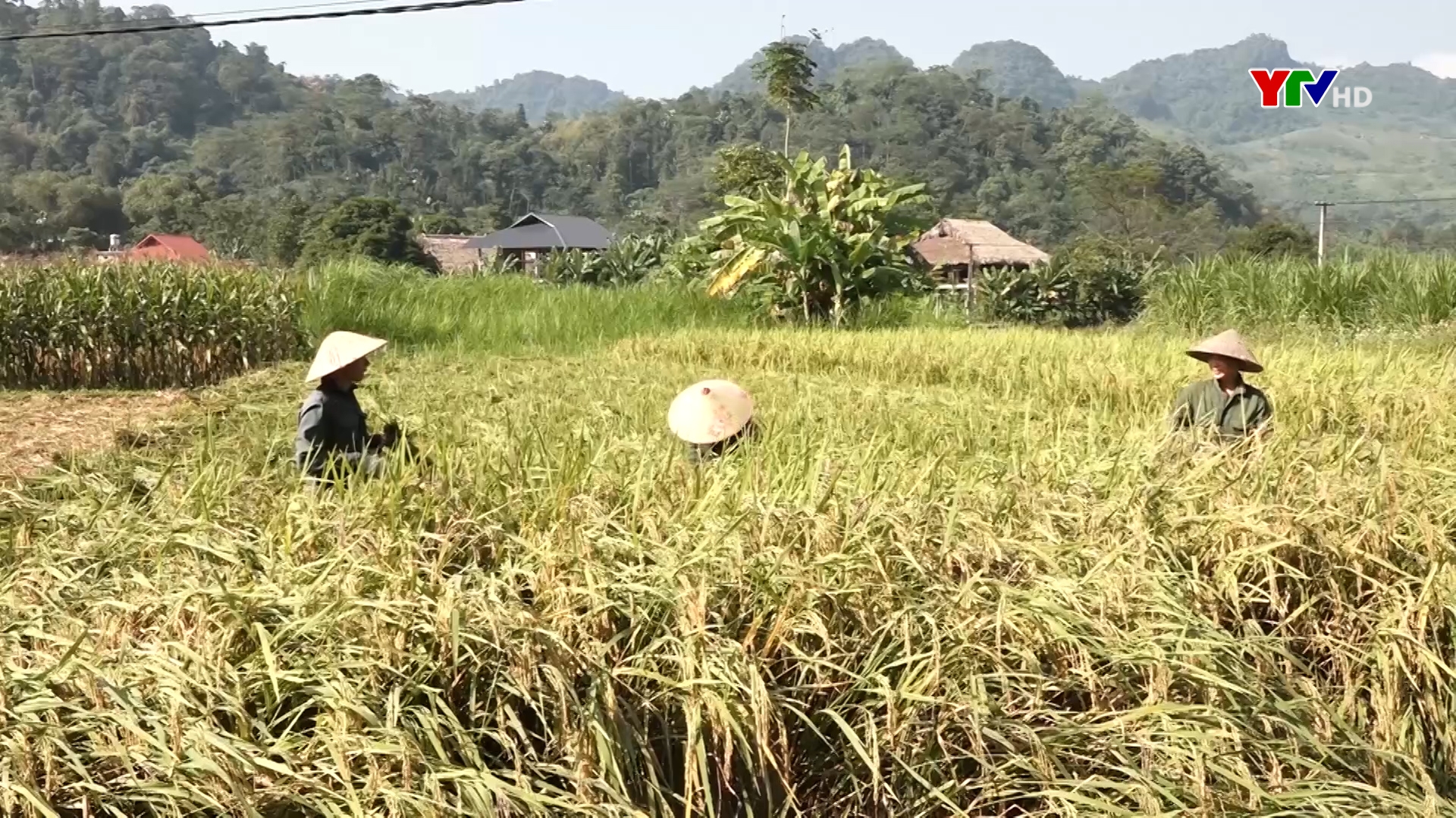Nông dân huyện Lục Yên khẩn trương thu hoạch lúa mùa