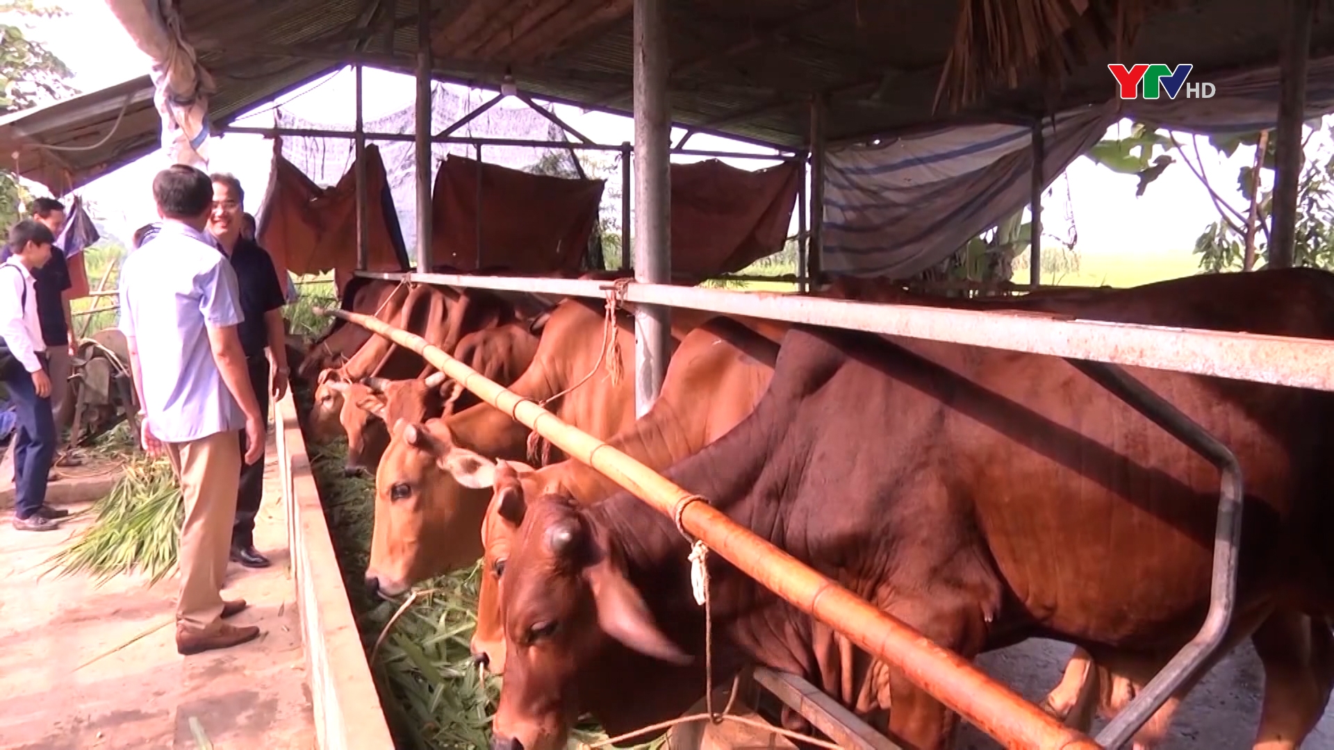 Tổng đàn gia súc chính trên địa bàn tỉnh đạt 94% kế hoạch năm