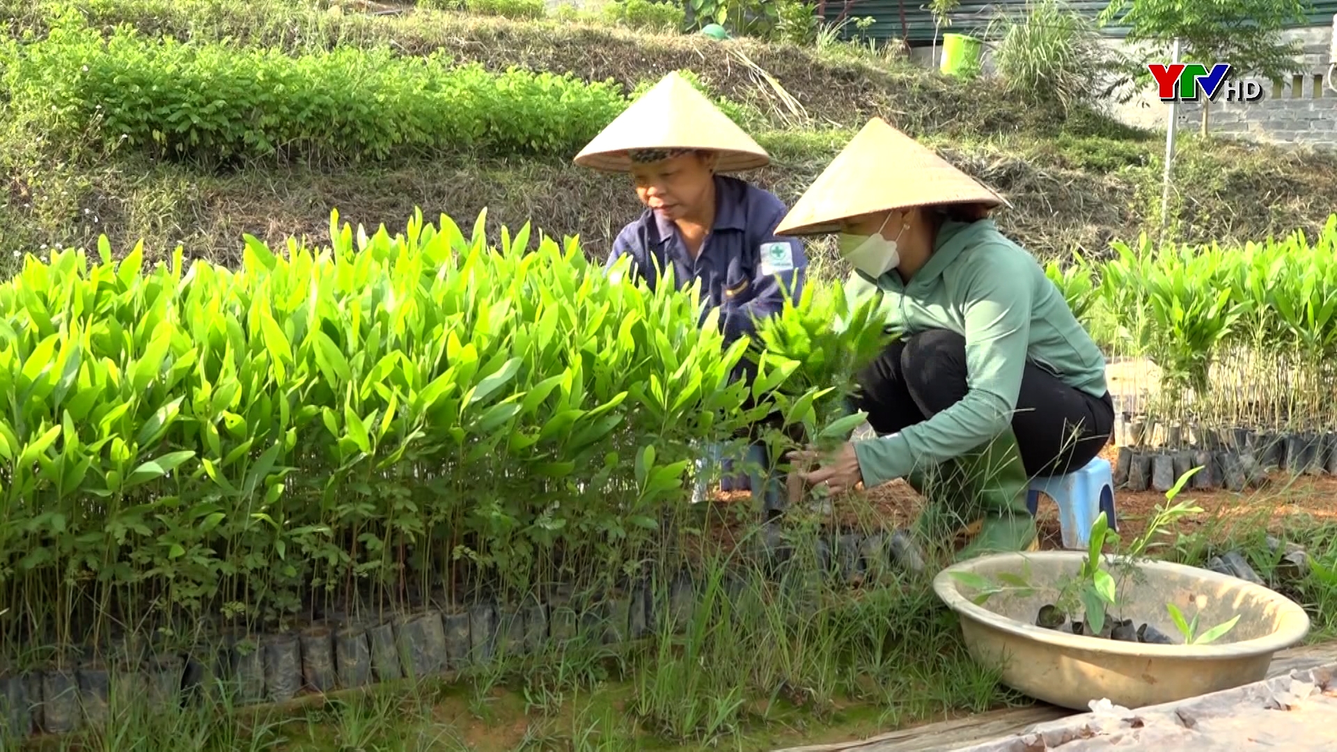 Công ty TNHH-MTV Lâm nghiệp Ngòi Lao trồng mới trên 80ha rừng kinh tế