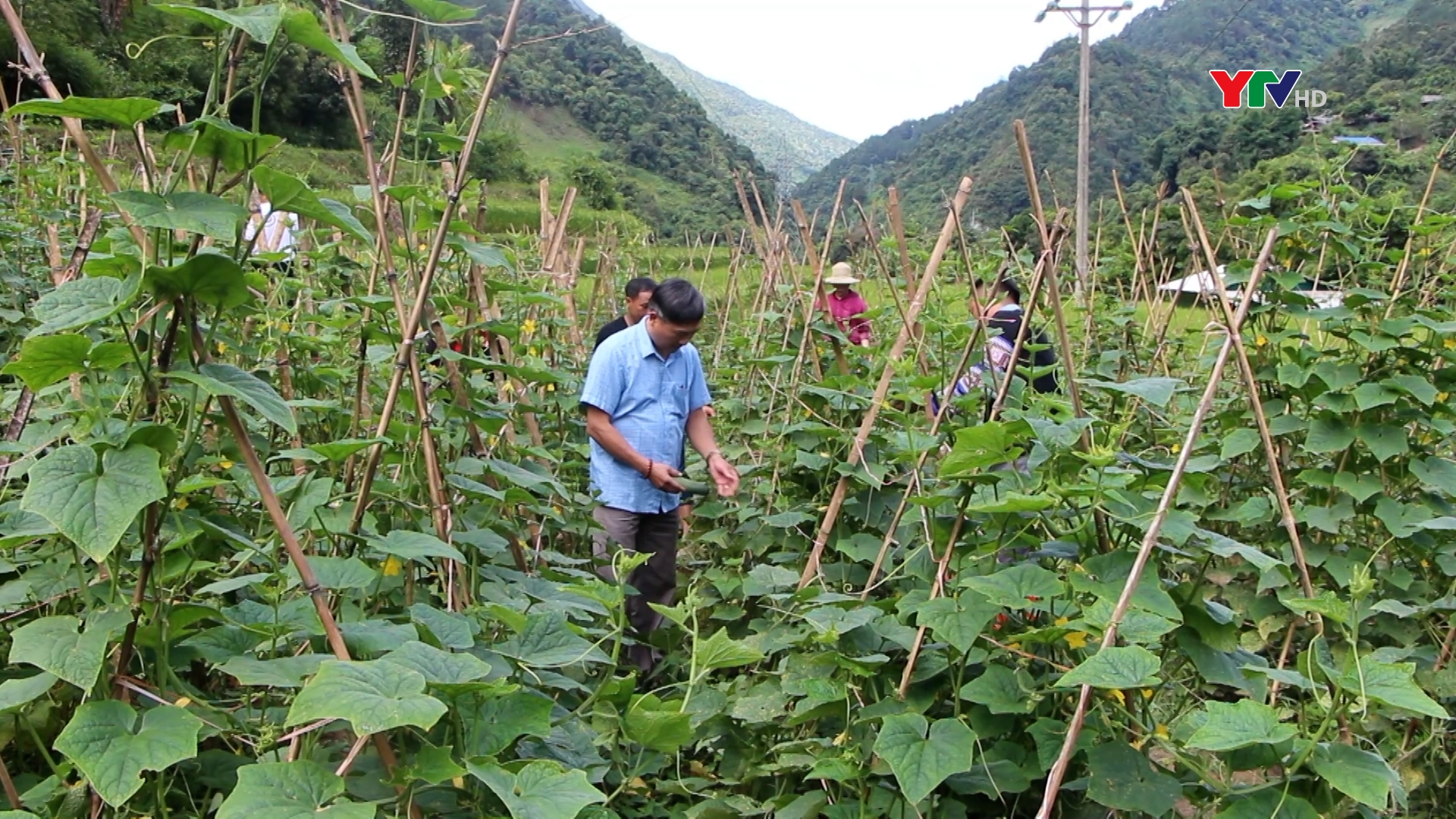 Nông dân xã Hồ Bốn, huyện Mù Cang Chải thu hoạch dưa chuột trái vụ