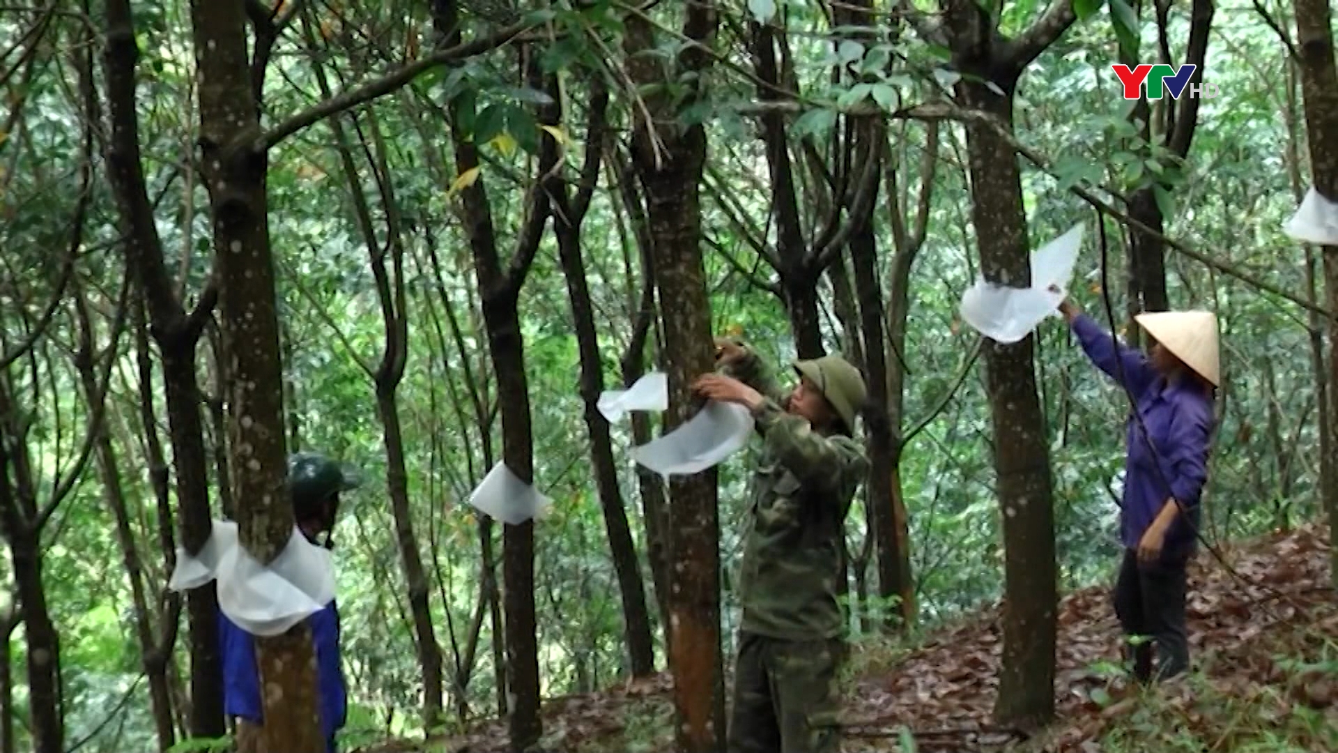 Công ty CP Cao su Yên Bái đạt doanh thu gần 4 tỷ đồng