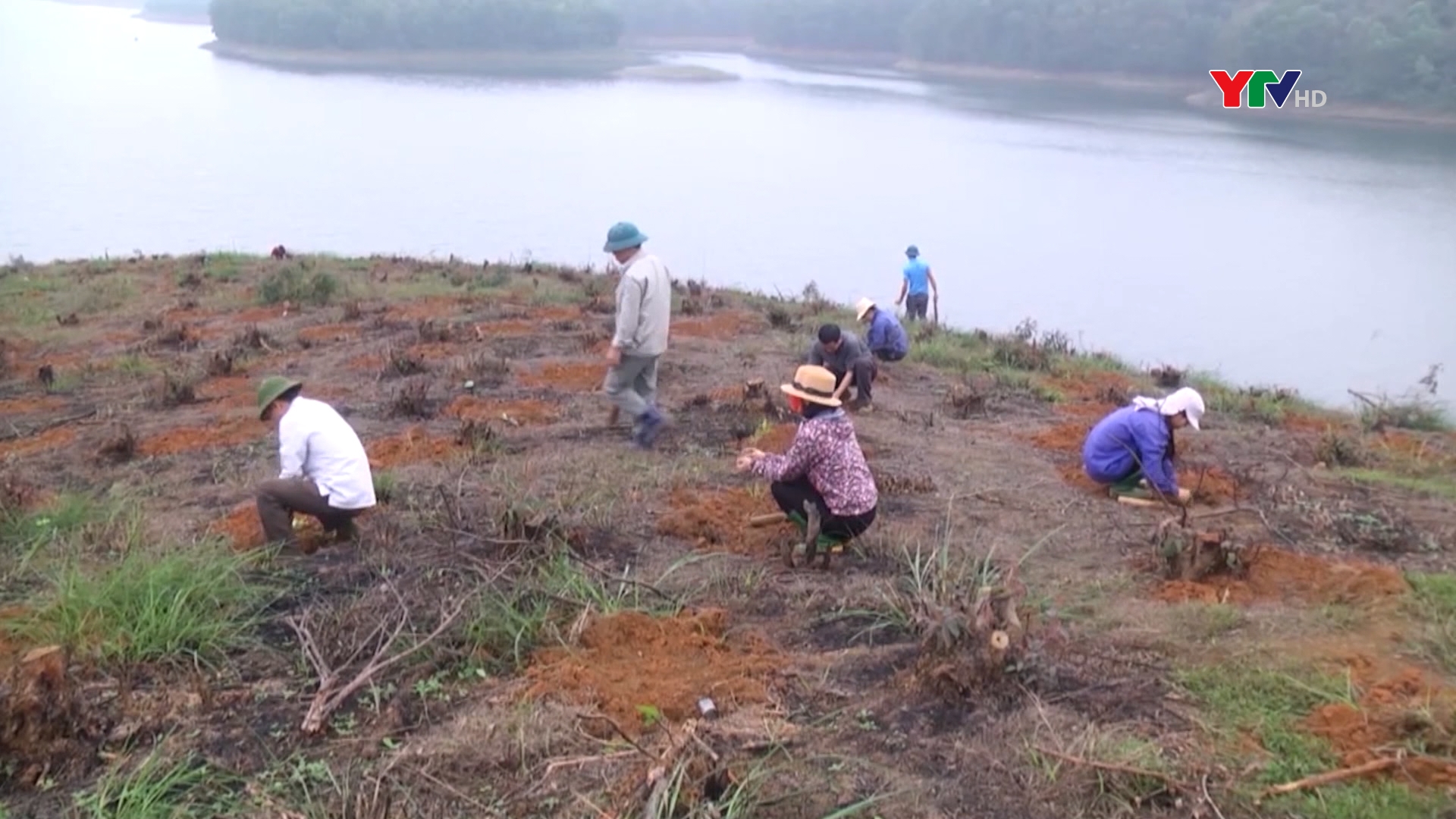 Công ty TNHH MTV Lâm nghiệp Thác Bà trồng mới trên 85 ha rừng kinh tế