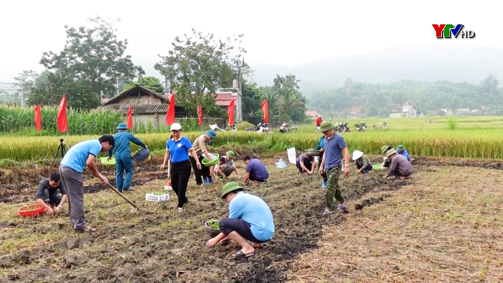Lục Yên phát động “ Ngày cùng dân” trồng ngô Đông trên đất 2 vụ lúa tại xã Tân Lĩnh