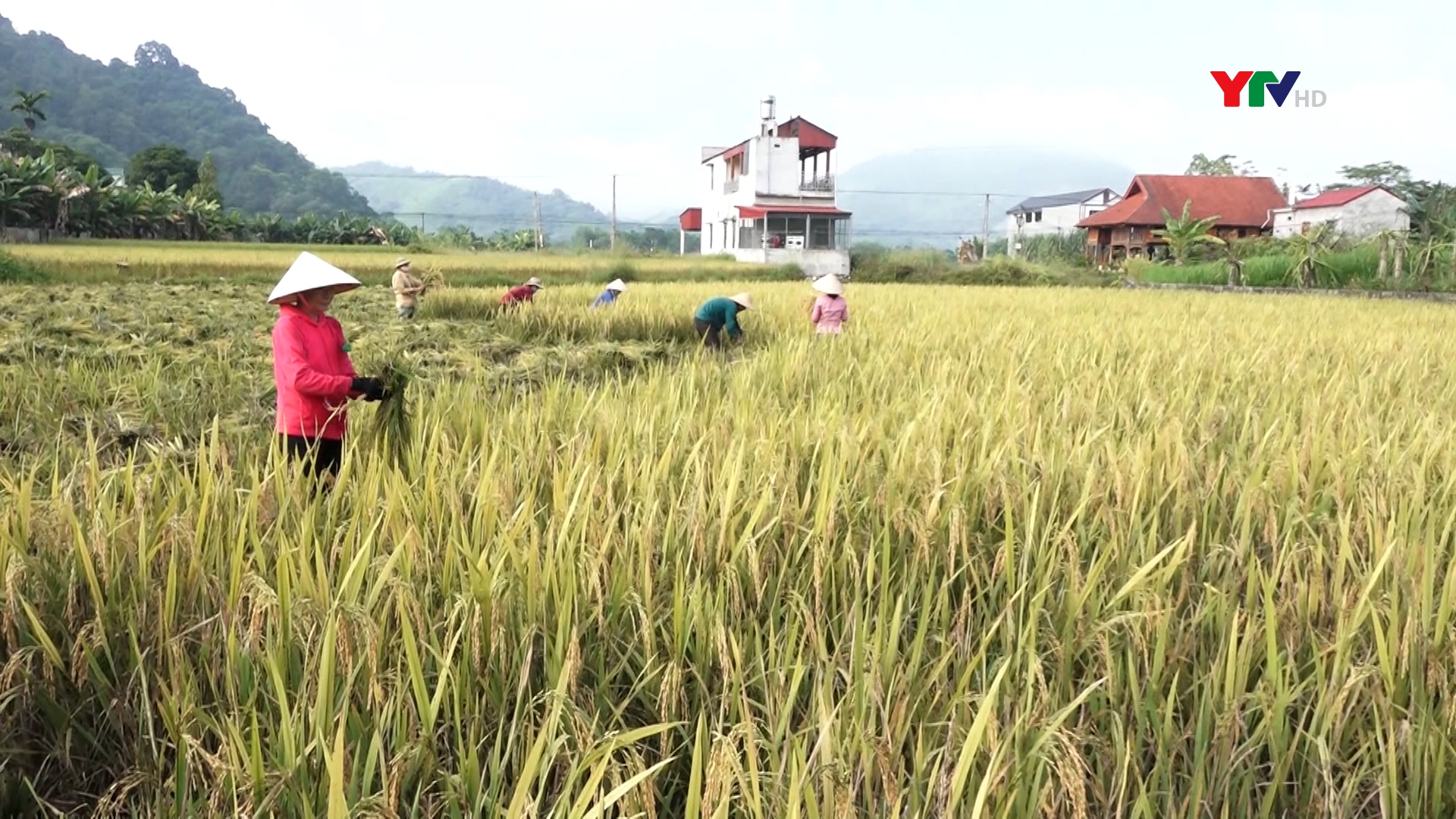 Nông dân Lục Yên tập trung thu hoạch lúa mùa