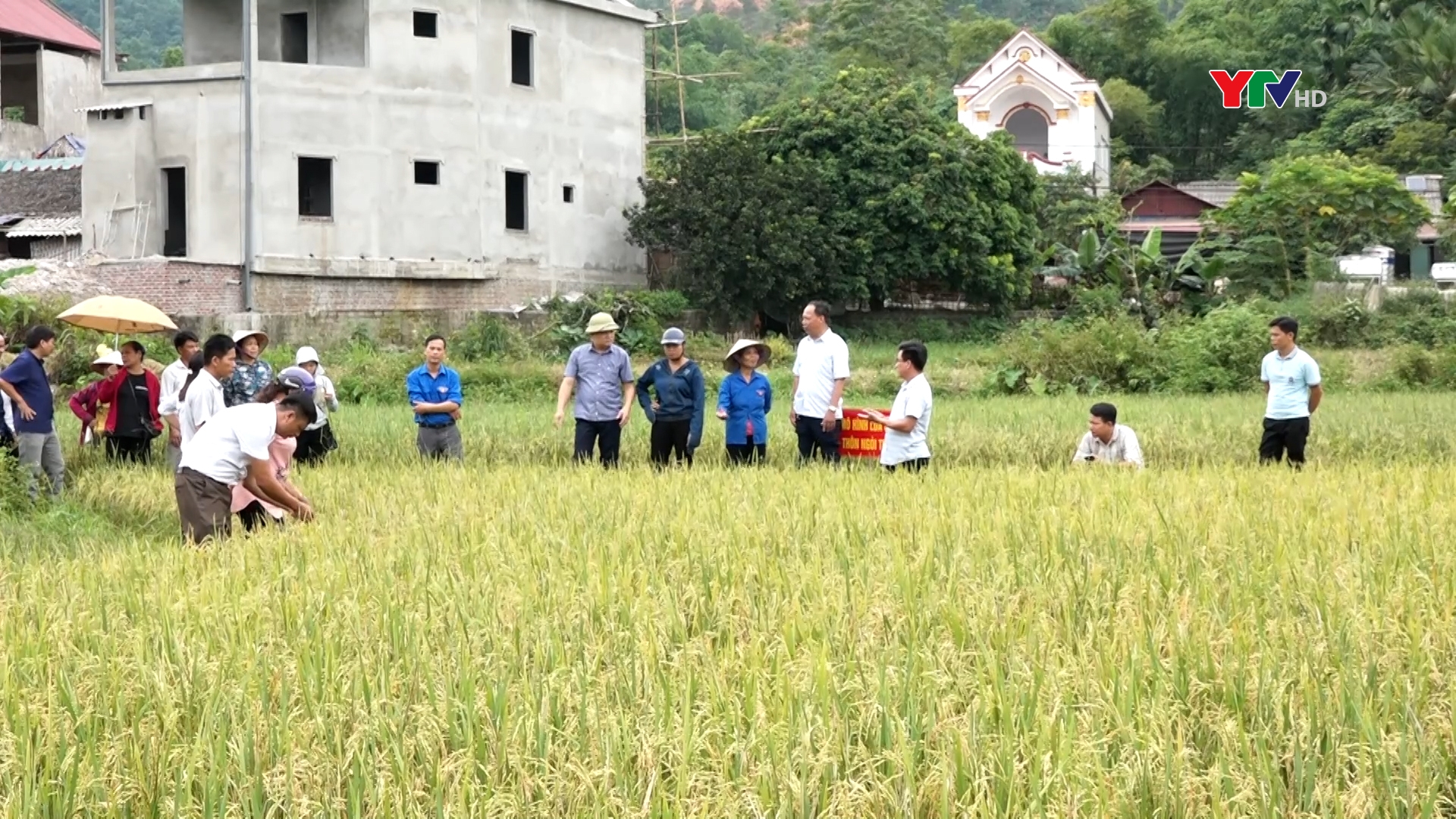 Lục Yên phát triển nông nghiệp theo hướng sản xuất hàng hóa