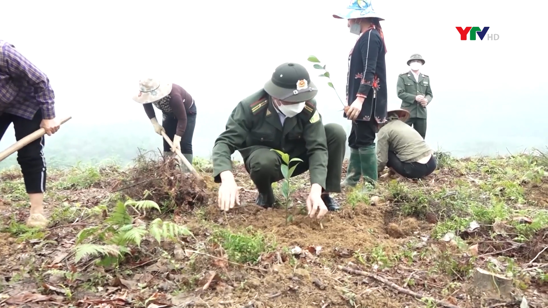 Lục Yên trồng mới trên 2.500 ha rừng