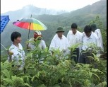 Đoàn kiểm tra trồng rừng phòng hộ tại huyện Mù Cang Chải