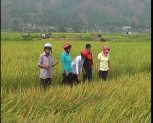 Văn Yên trên 500 ha lúa mùa ứng dụng hệ thống canh tác cải tiến SRI