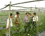 Bước chuyển mới trong sản xuất nông nghiệp ở Văn Chấn