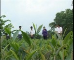 Văn Chấn triển khai nghị quyết phát triển sản xuất nông lâm nghiệp