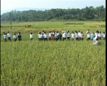 Hội thảo mô hình trình diễn giống lúa lai LS1 tại xã Y Can huyện Trấn Yên