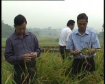 Lục Yên thử nghiệm nhiều giống lúa mới cho hiệu quả cao