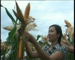 Tỉnh Yên Bái hỗ trợ gần 50 tỷ đồng phát triển sản xuất nông lâm nghiệp