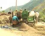 Huyện Trạm Tấu tập trung thu hoạch lúa mùa