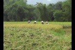Huyện Lục Yên đẩy mạnh thu hoạch lúa mùa