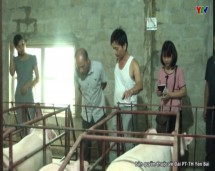 Phát triển kinh tế từ mô hình chăn nuôi lợn